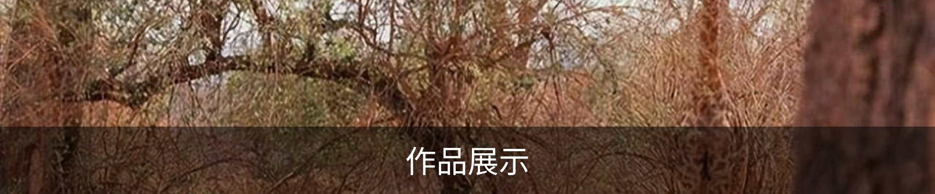 作品展示